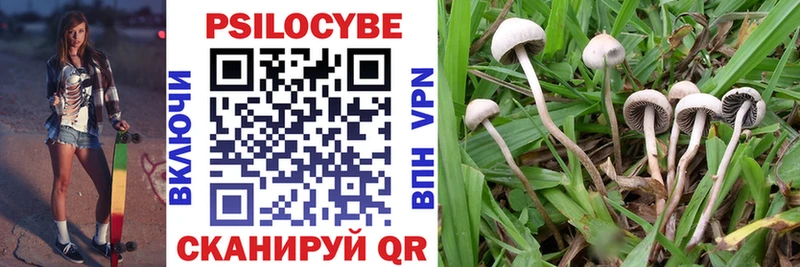 Псилоцибиновые грибы Cubensis  Алзамай 